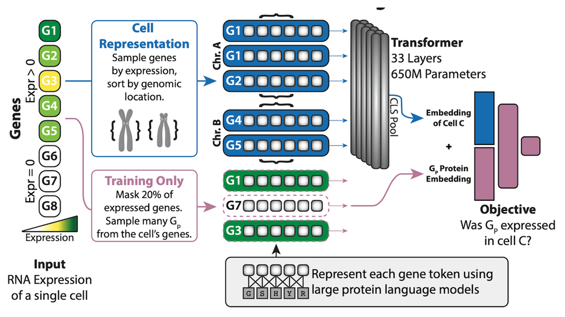 CELLS