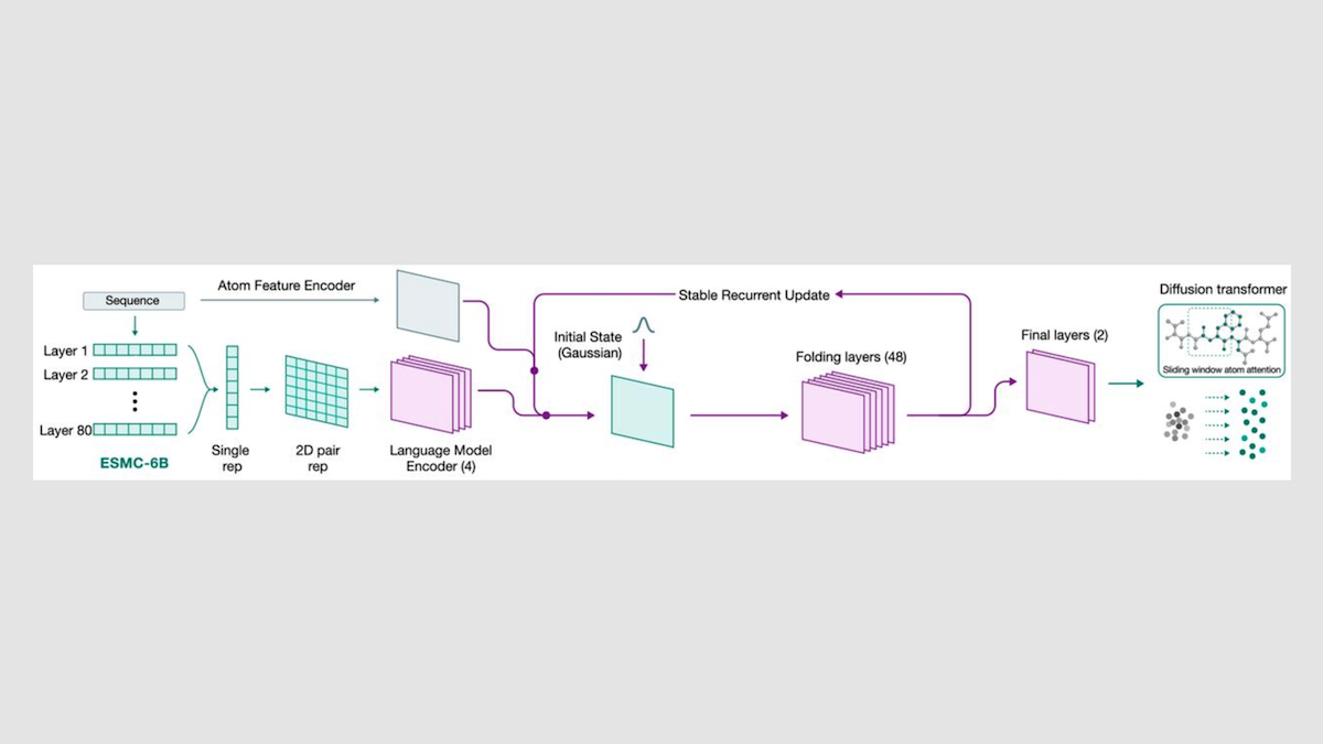 Flowchart of an ESMC-6B model with sequence encoding layers, language model, and diffusion transformer output.
