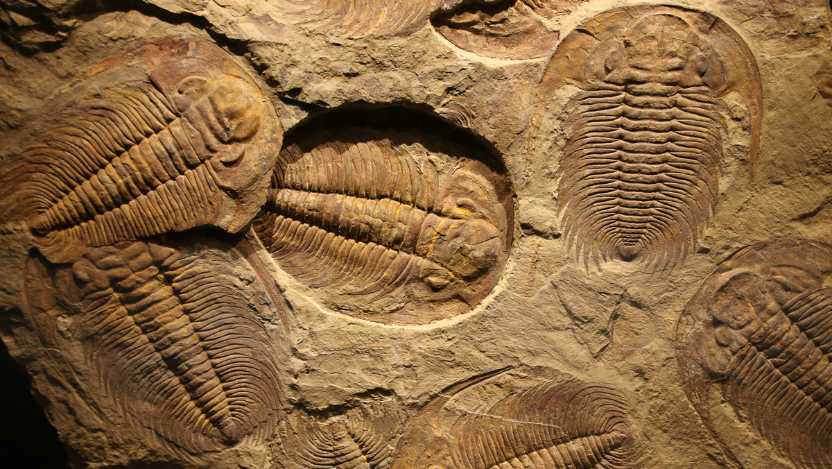 Trilobites_PC-lic_iStock-478272718_1200px